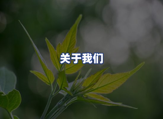 专业团队